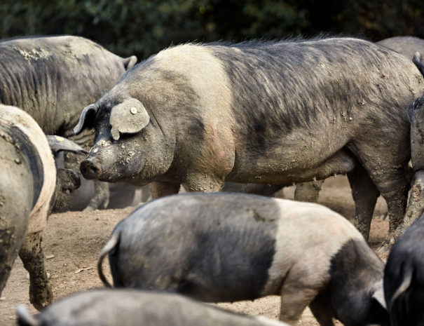 Cinta Senese pigs; Massanera, San Casciano in Val di Pesa, (Florence), Italy